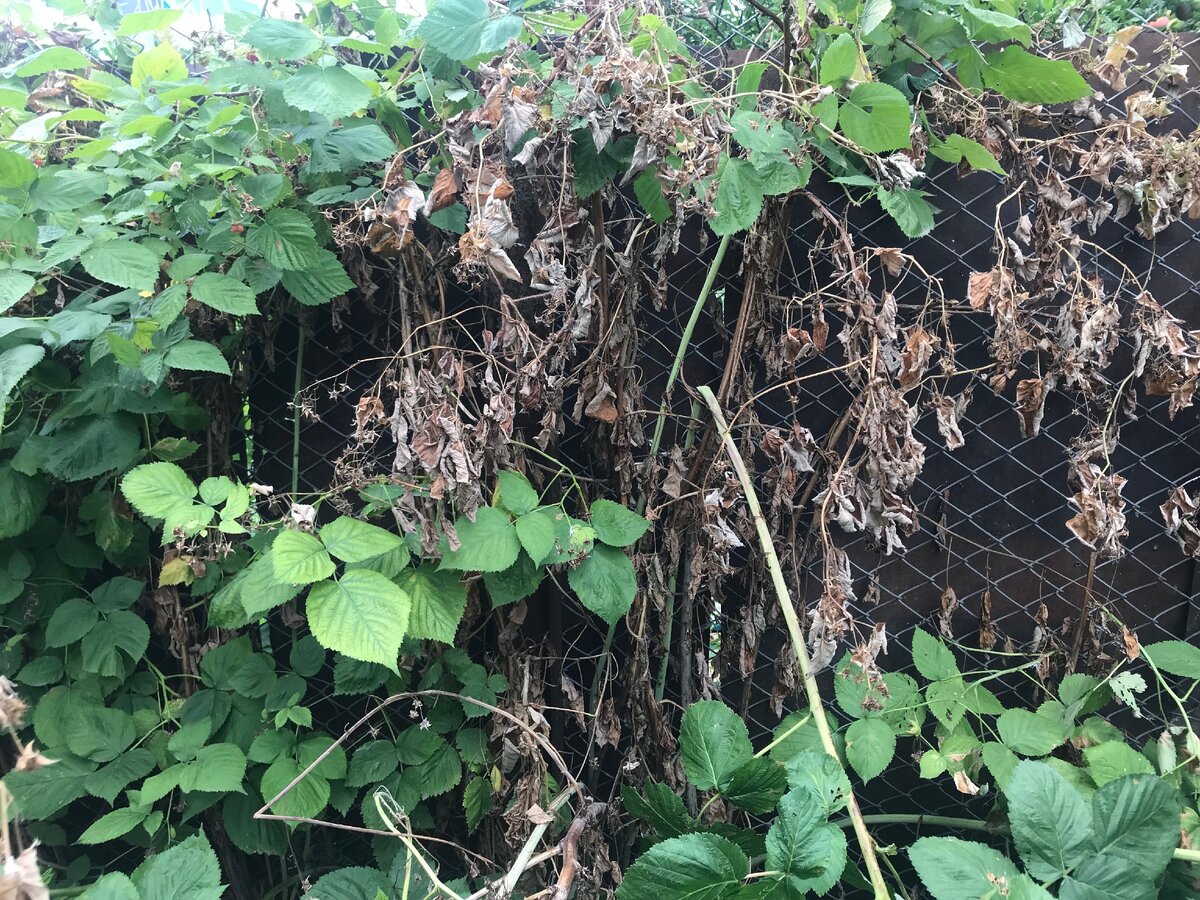 Нужно выбирать засухоустойчивые сорта с крепким иммунитетом. Фото автора.