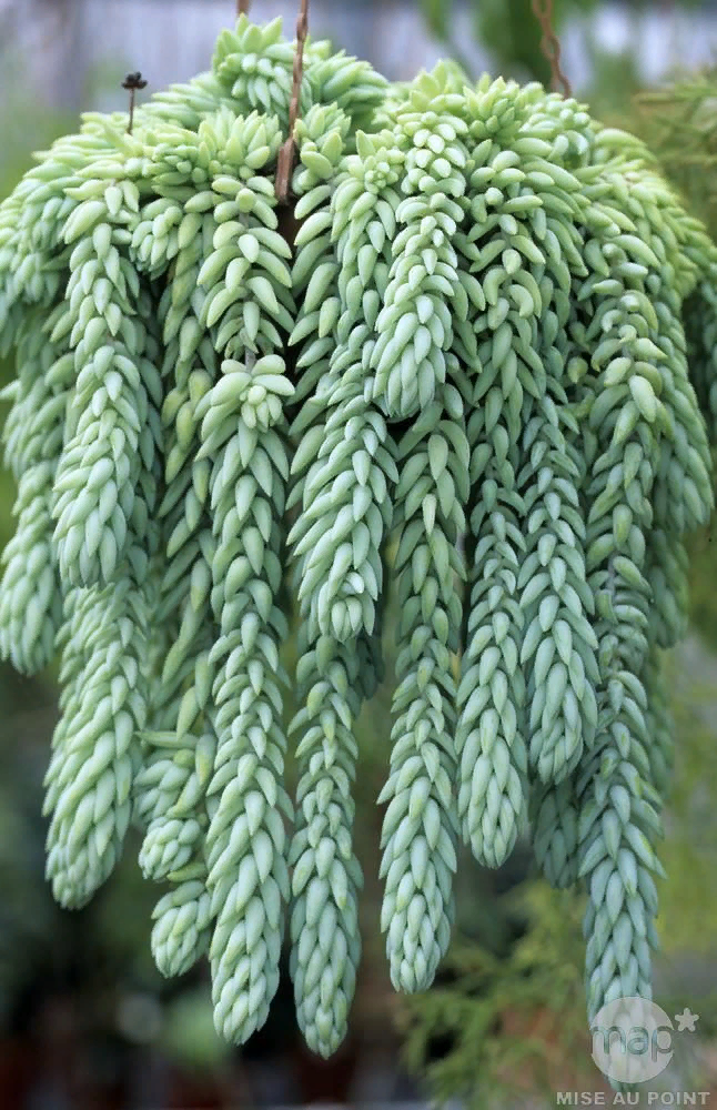 Очиток моргана.