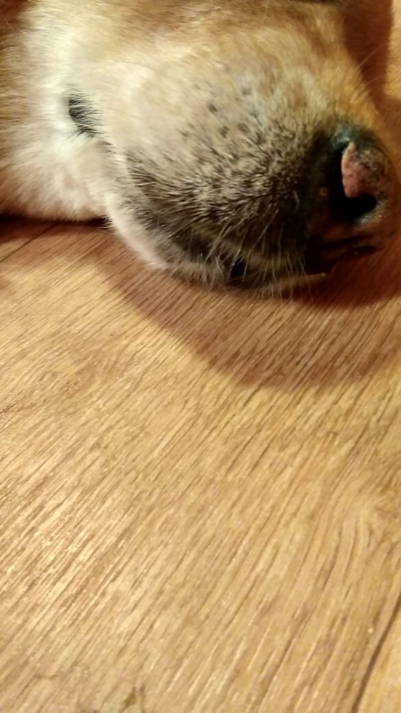 Наш любимый нос