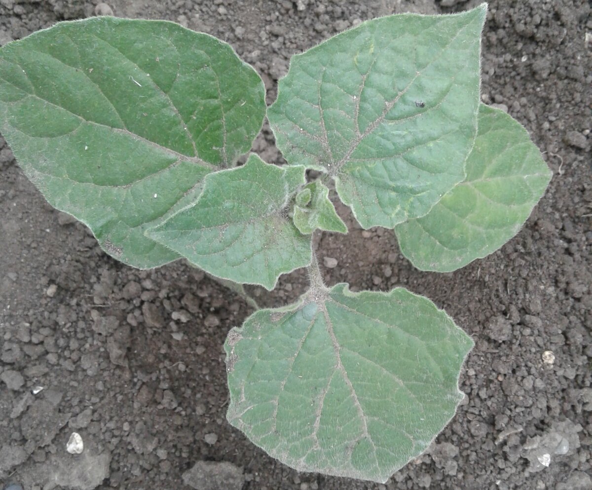 Рассада легко приживается