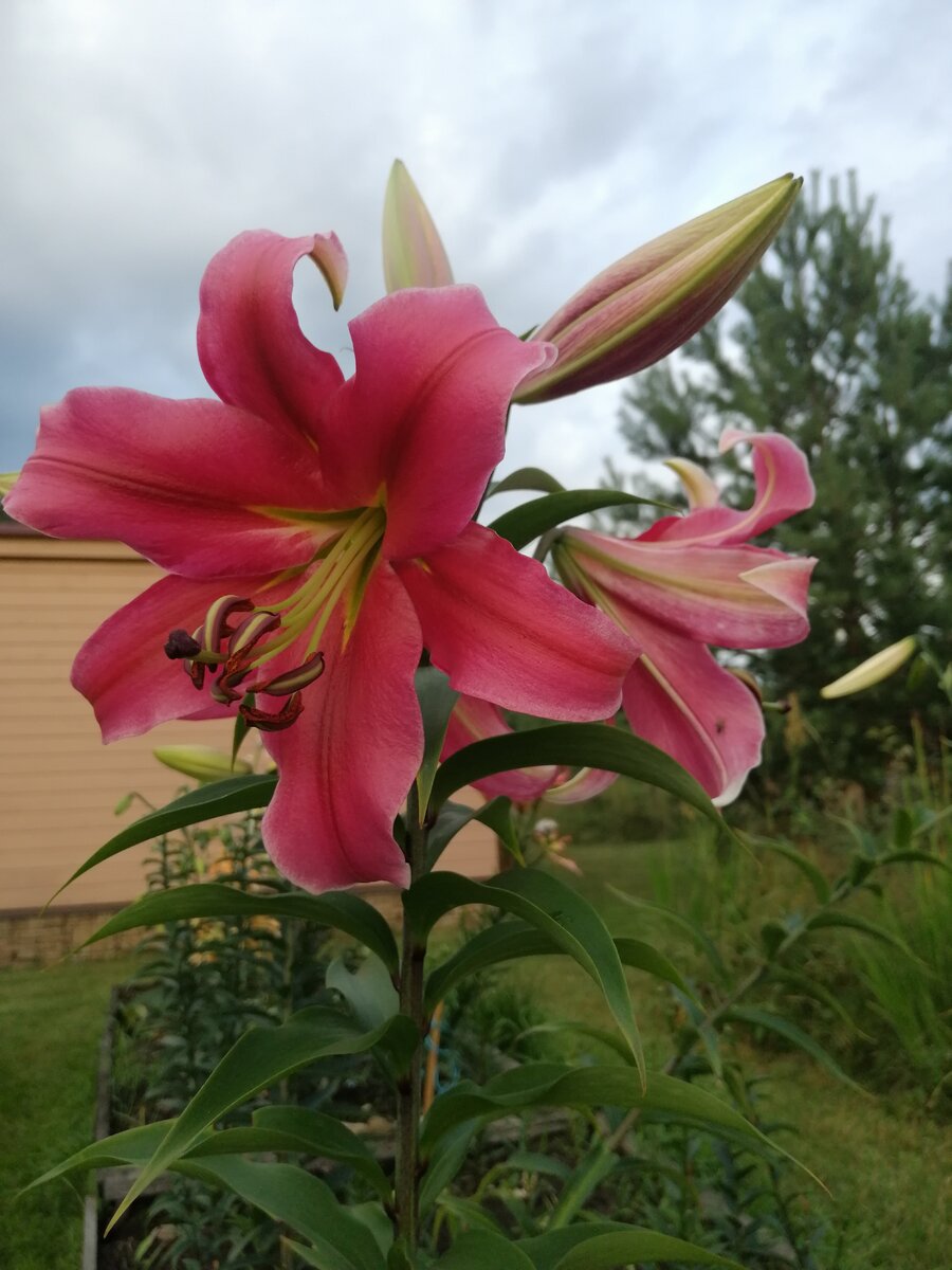 ОТ-гибрид Сэнси, фото автора