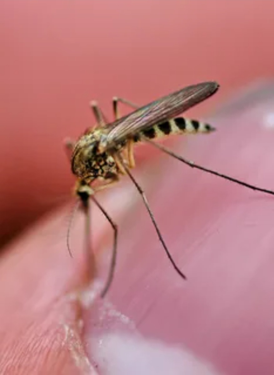 Комар на пальце человека