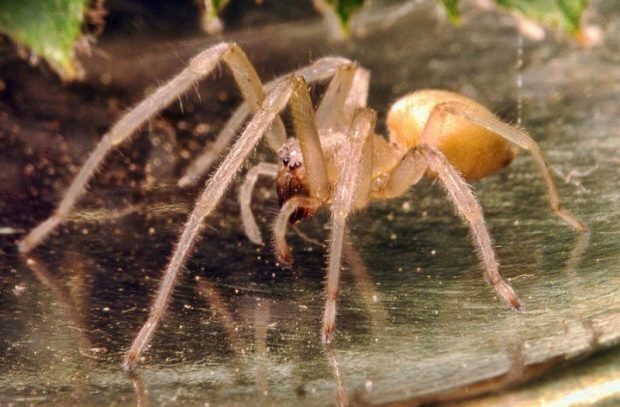 Боль в области, пораженной укусом, может сохраняться в течение 2-3 дней