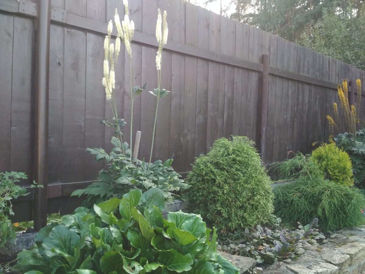 Клопогон и бадан