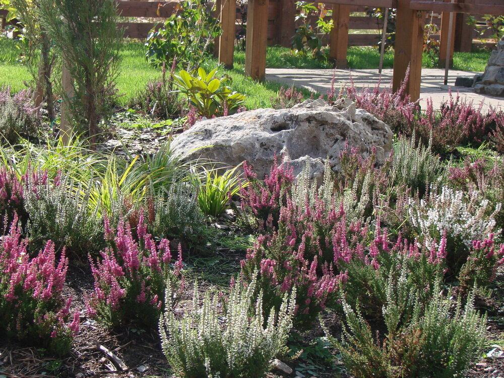 Вересковый сады в ландшафтном дизайне: посадка, поливка и уход за растениями