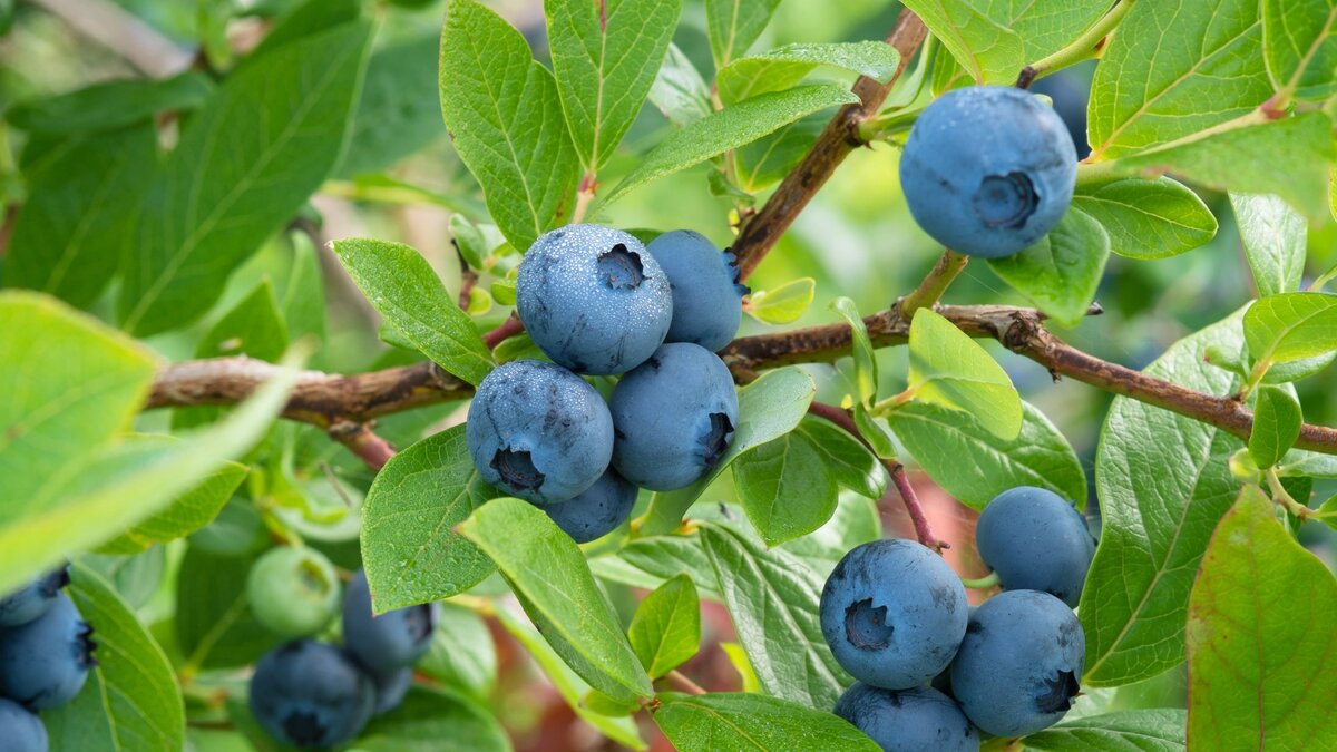 Ягода черника                                                                                                                  яндекс картинка