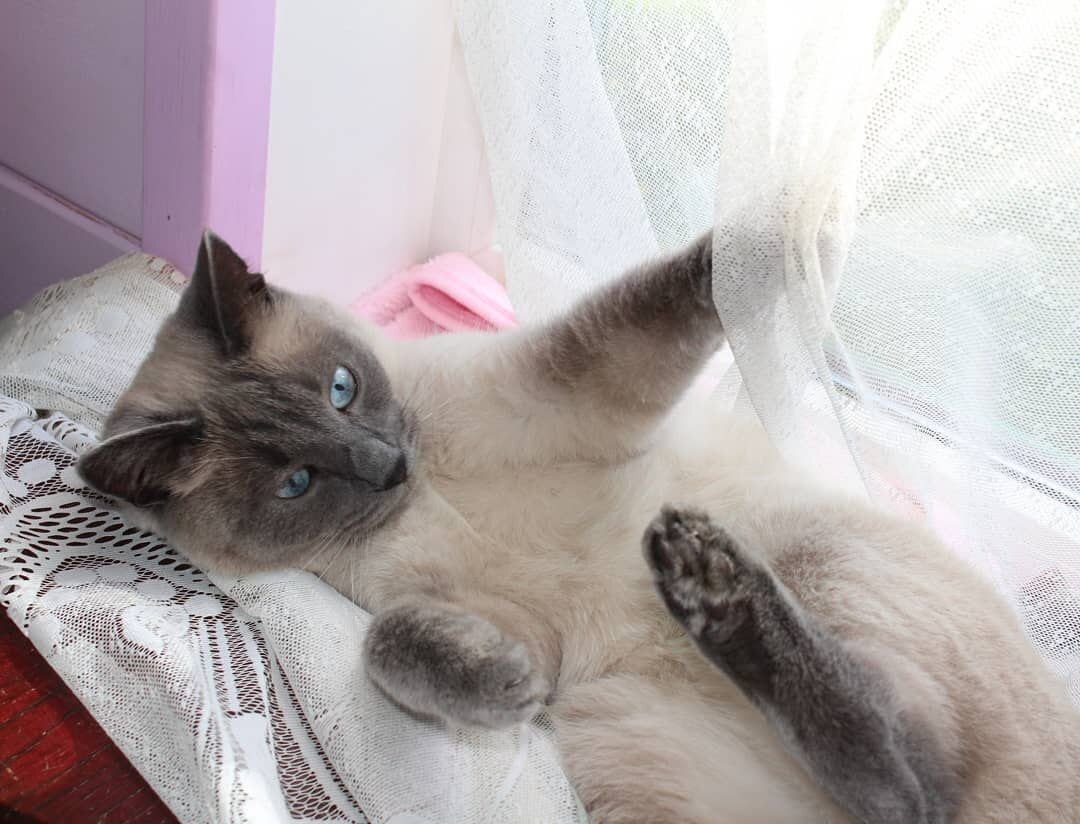 Любитель тюли и гардин