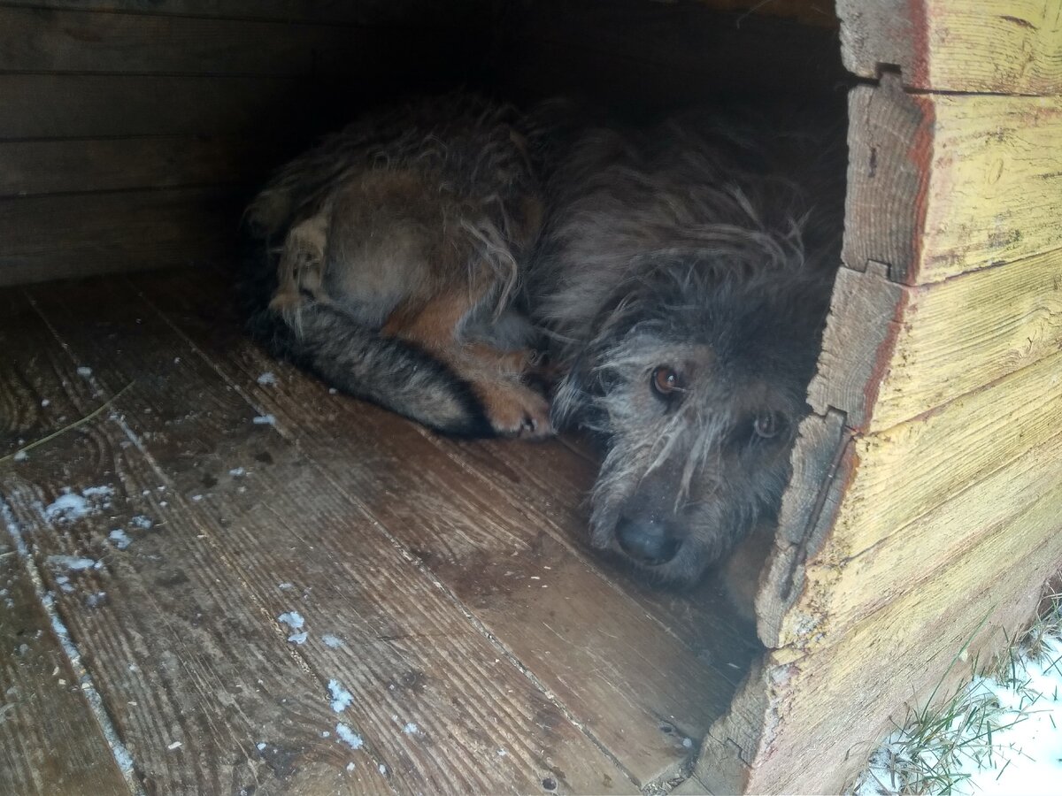 на фото автора собака автора Тоша.