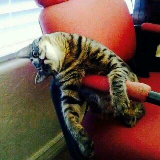 Фото из поисковика