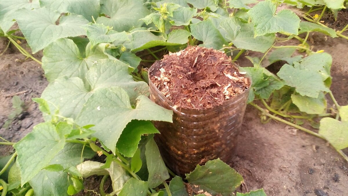 Бутылка с органикой. Фото автора