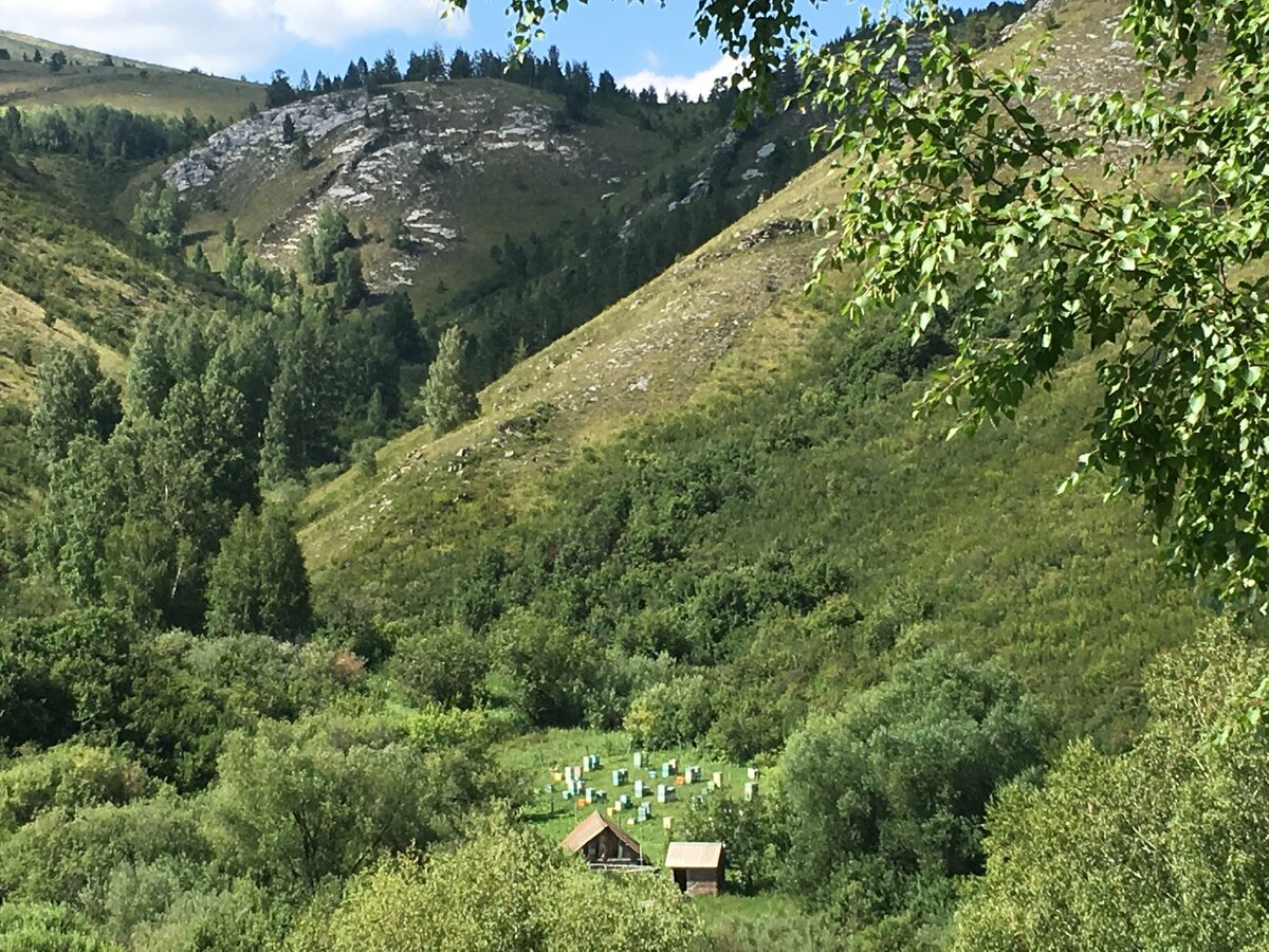 Село Чинета Алтайский край