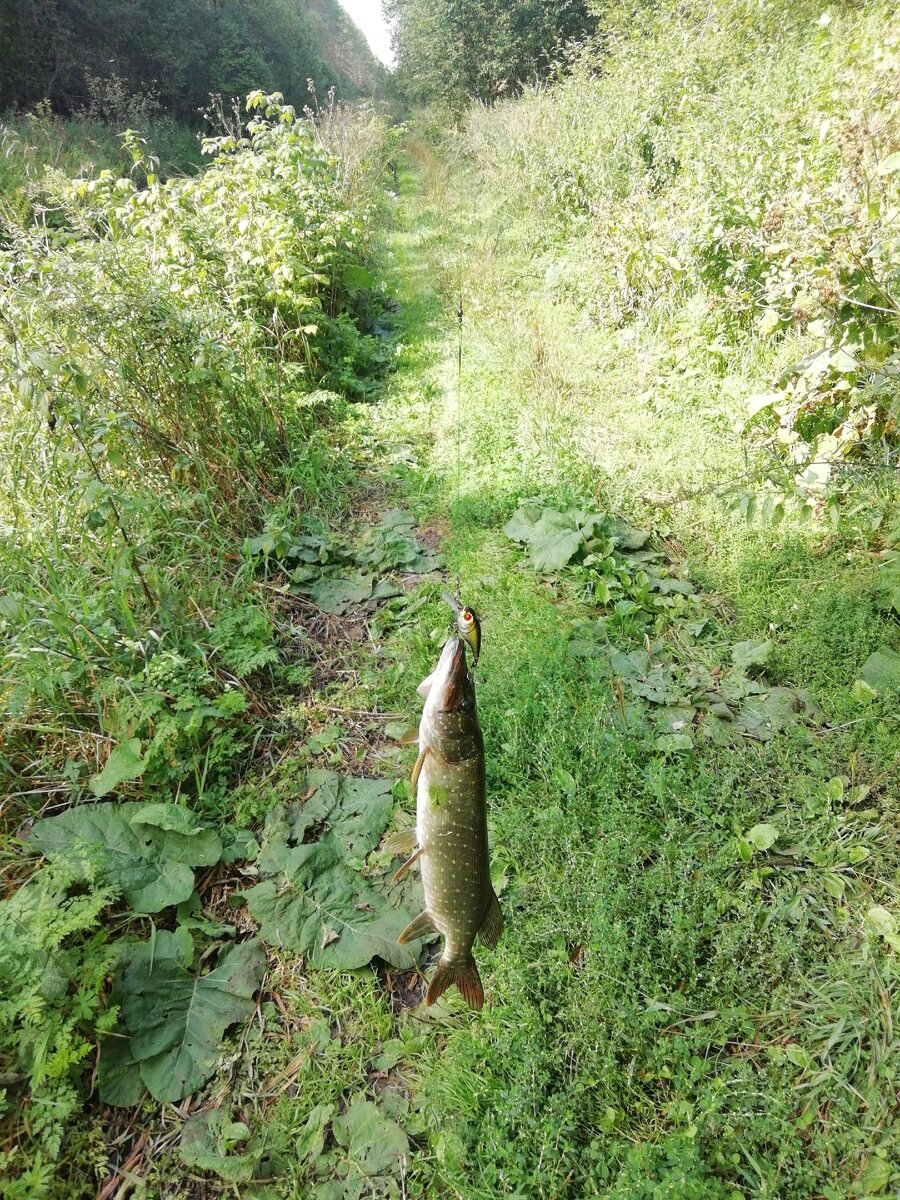 На этом месте не рыбачили почти 10 лет, я был шокирован когда увидел сколько здесь было рыбы. 