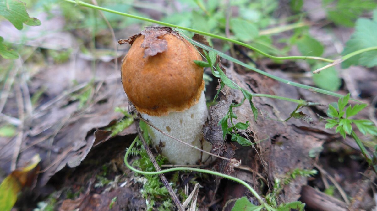 Один из трёх