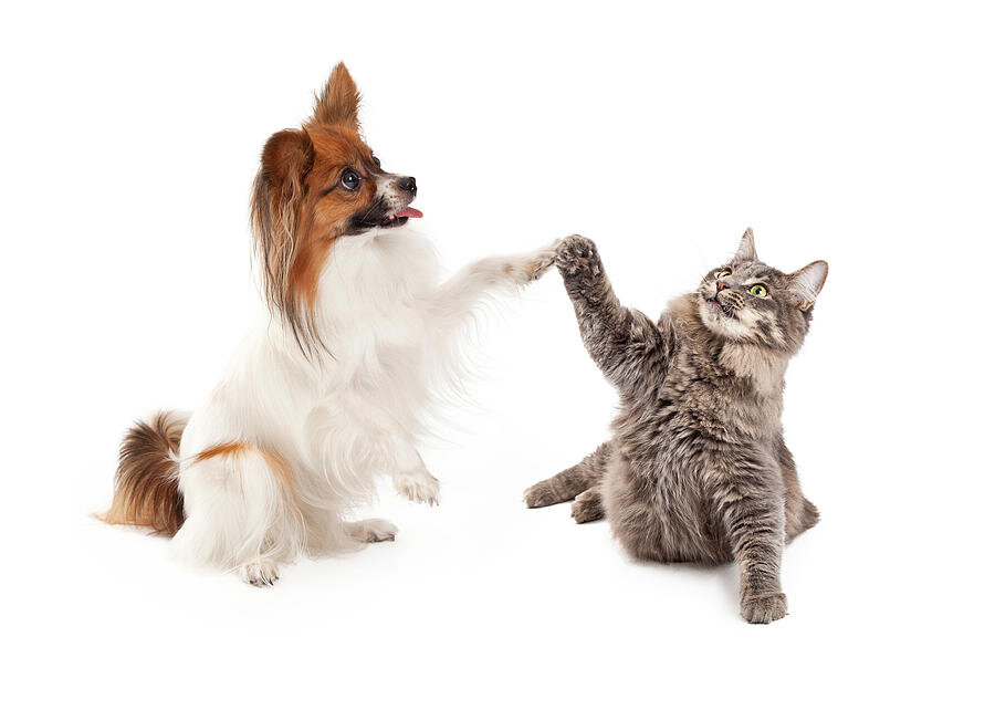 Фото: https://fineartamerica.com/featured/papillon-dog-and-cat-high-five-susan-schmitz.html