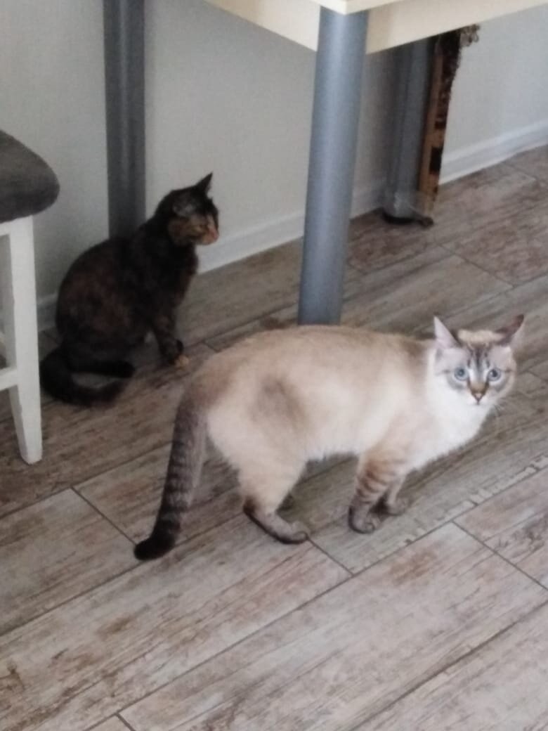 Кошка Таня-Фаня и котик Яша. Источник: зоопансионат "Альма", г. Воронеж.