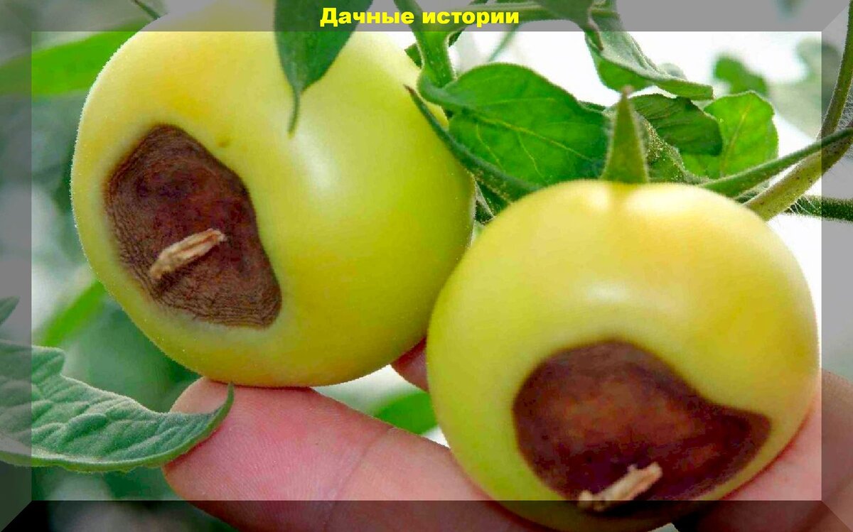 Как вылечить томаты от вершинной гнили: простейшая, но эффективная ...