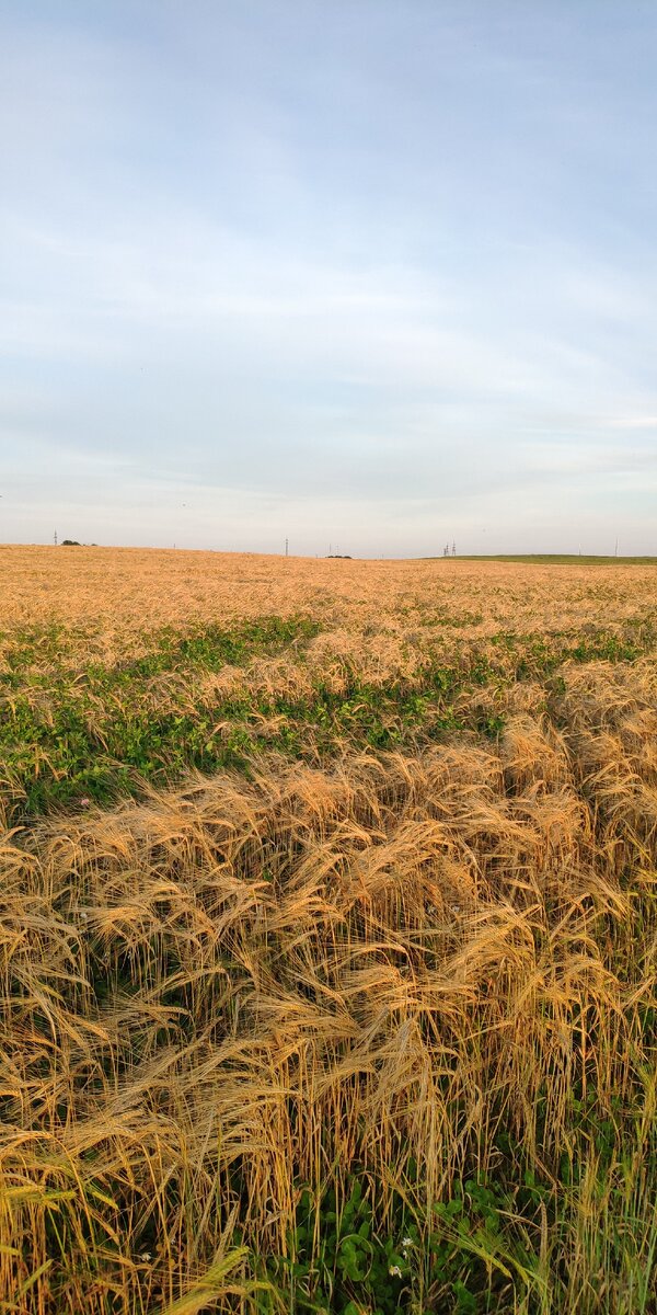 Полюшко мое благодать!