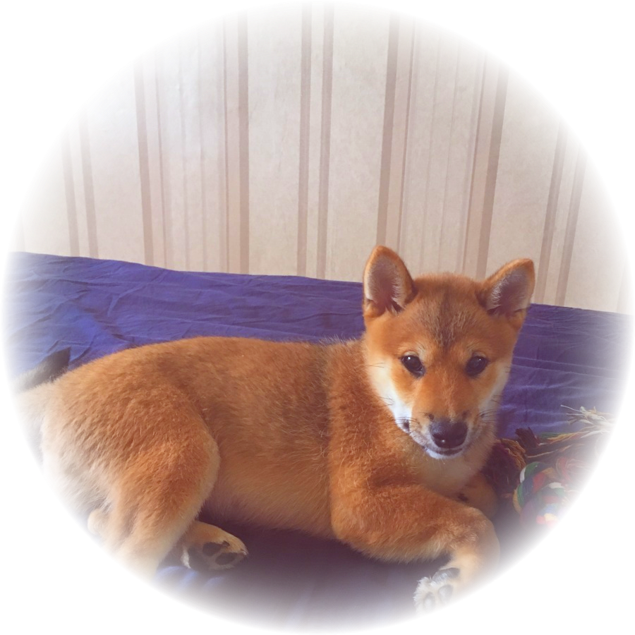 Первые дни Тимо дома