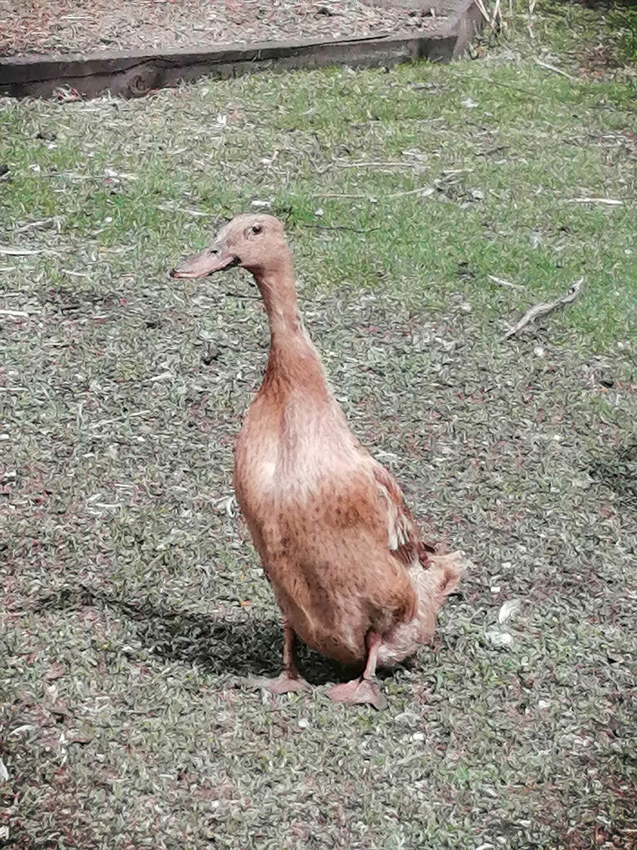 Гибрид индийского бегуна и башкирской цветной. 