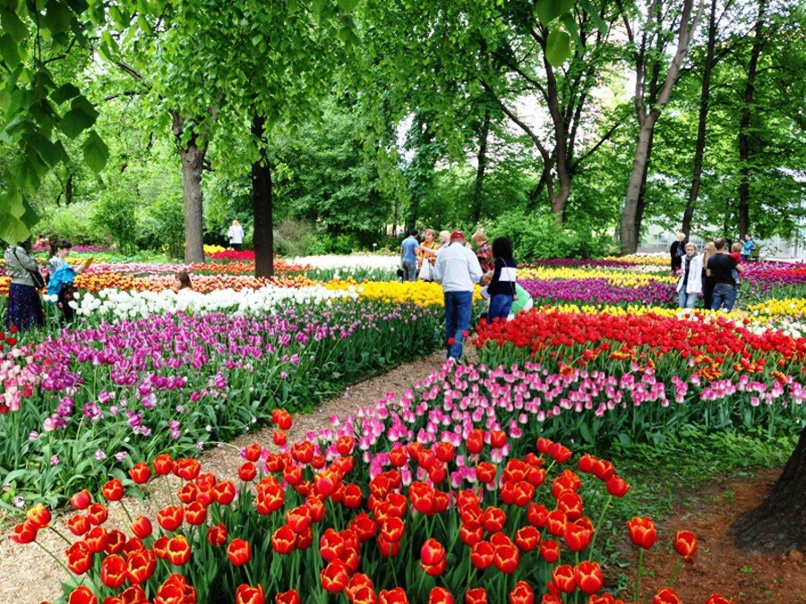 Фото: пресс-служба "Аптекарского огорода"