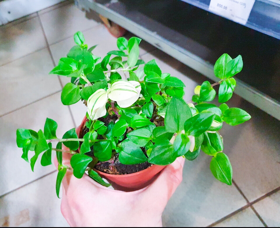 Ну как это может стоить 700 рублей?