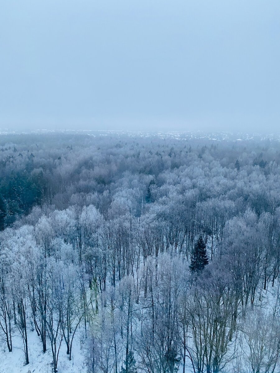 Фото автора. Зима в лесу прелестна! 