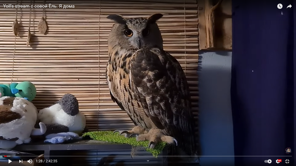 Кадр взят из видео с канала Yoll-самого крупного YouTube канала, посвящённого совам