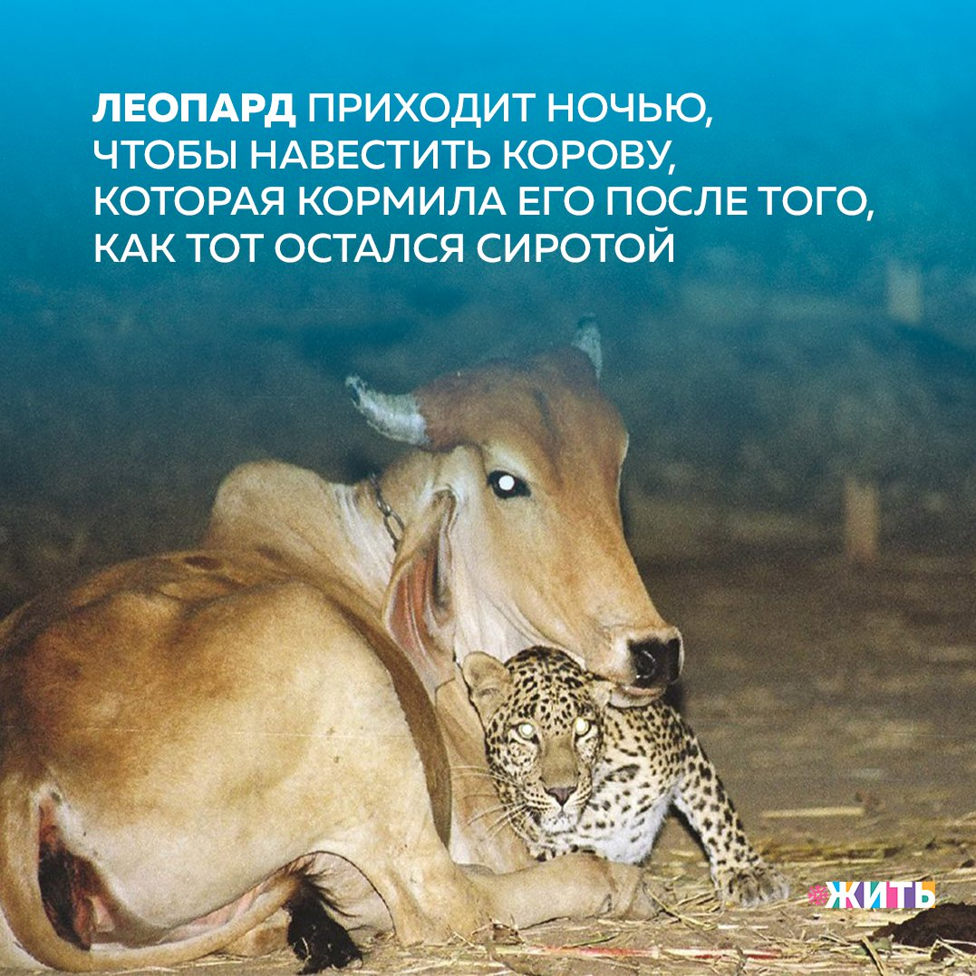 Плотоядная корова. Леопард приходит к корове которая его выкормила. корова выкормила леопарда. леопард приходит к корове. корова хищник.