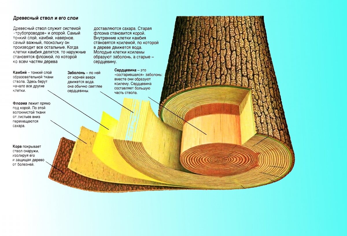 Стебель камбий древесина сердцевина