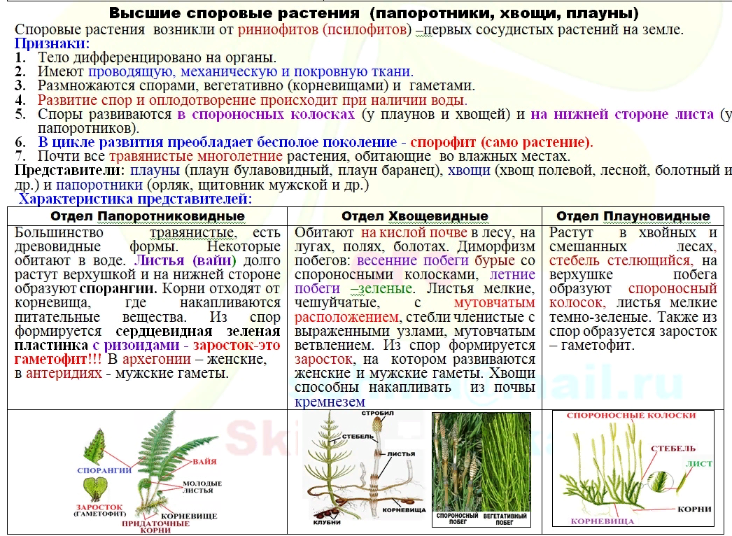 Характеристики растений биология 7 класс. Схема классификации растений споровые растения. Общая характеристика споровых растений. Признаки высших споровых растений. Характеристика споровых растений.