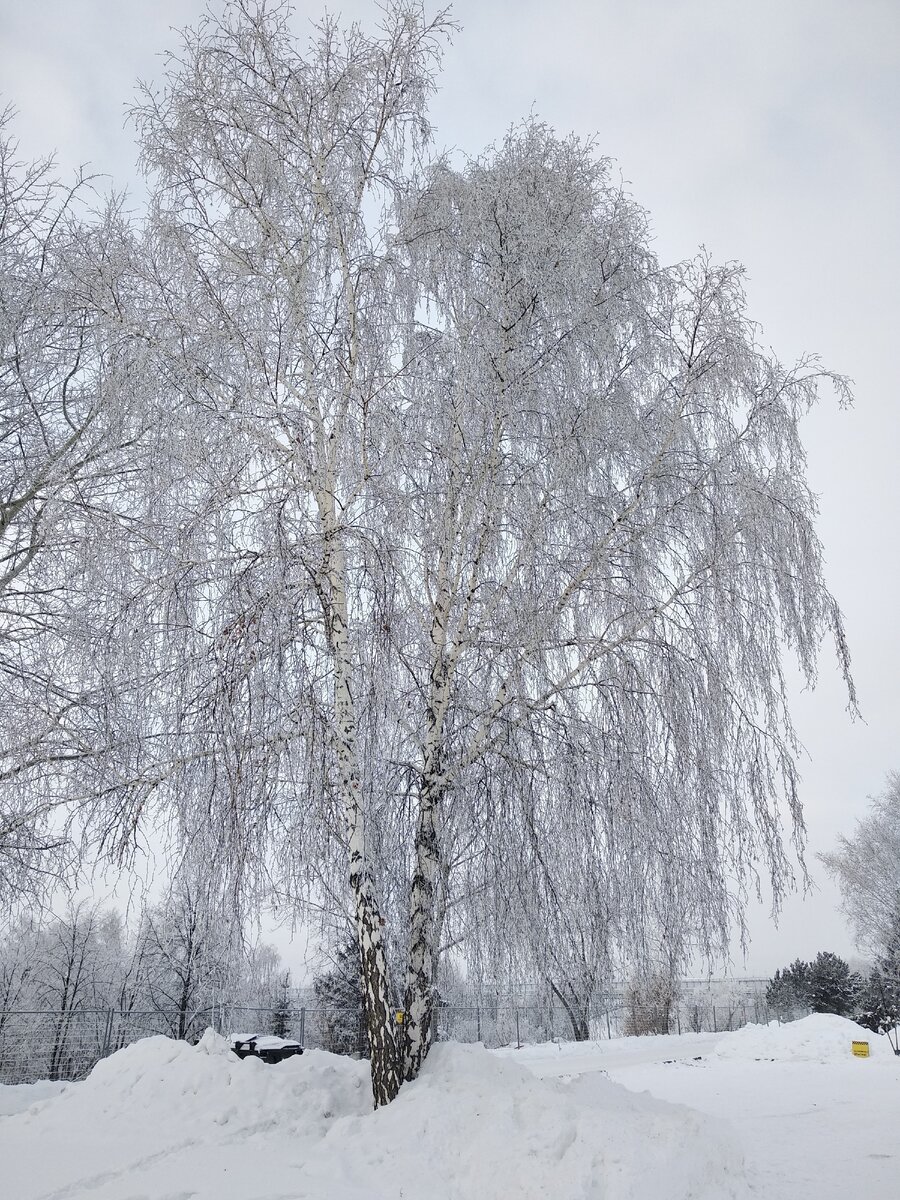 Деревья в инее. Стоковое фото № , фотограф Александр Тараканов / Фотобанк Лори