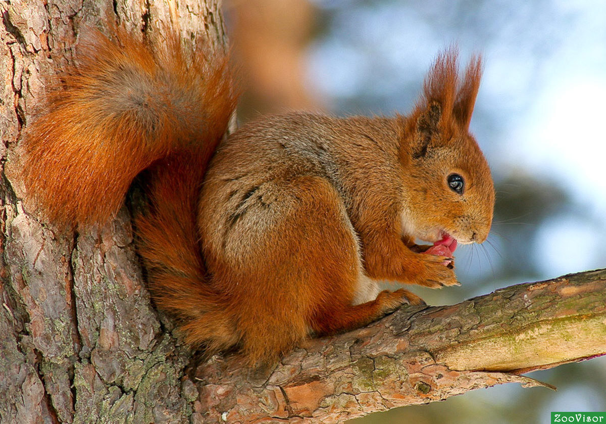 картинка с сайта Яндекс-картинки