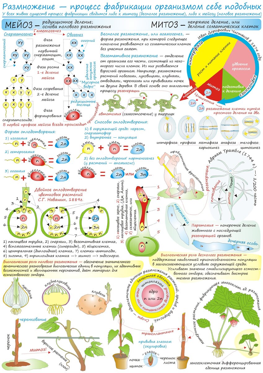 Размножение — процесс фабрикации организмом себе подобных | Чердак А.Б.  Репетитор по биологии и химии. | Дзен