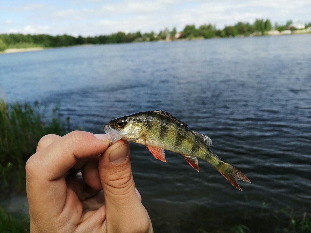 ЗВЕРЮГА, если бы не струна не достал бы)) 