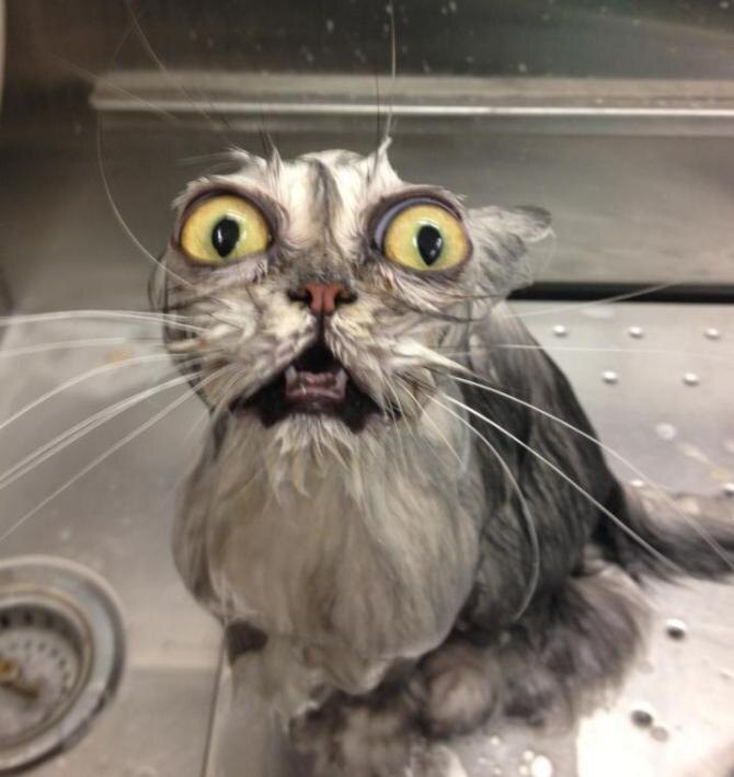 Котик. 