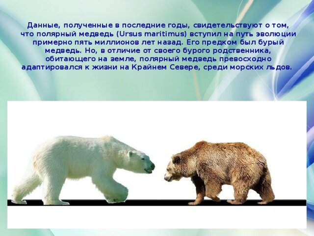 Кто сильнее медведи или бурые медведи. Белый и бурый медведь. Различия белого и бурого медведя. Белый и бурый медведь сравнение. Ребенок белого и бурого медведя.