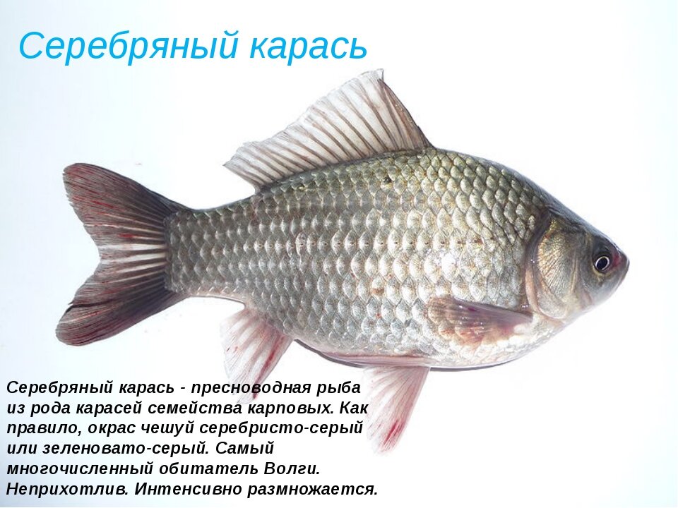 Серебряный карась почти повсеместно вытеснил золотого карася. Фото из открытых источников.