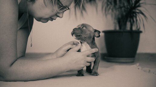 Очень короткая жизнь маленького щенка. Щенок прожил чуть больше месяца и внезапно ушел.