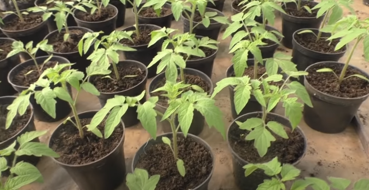 Рассада томатов в горшках.