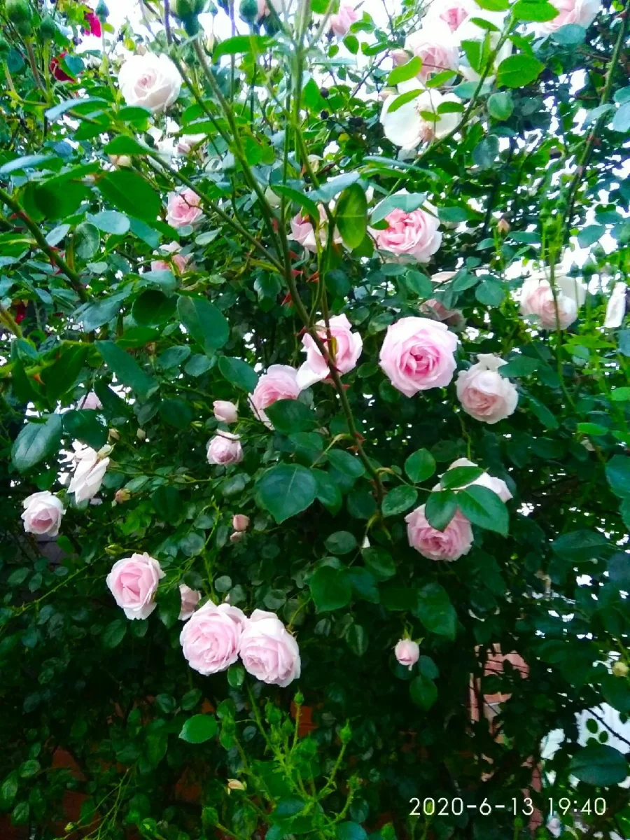 Роза в моём саду.