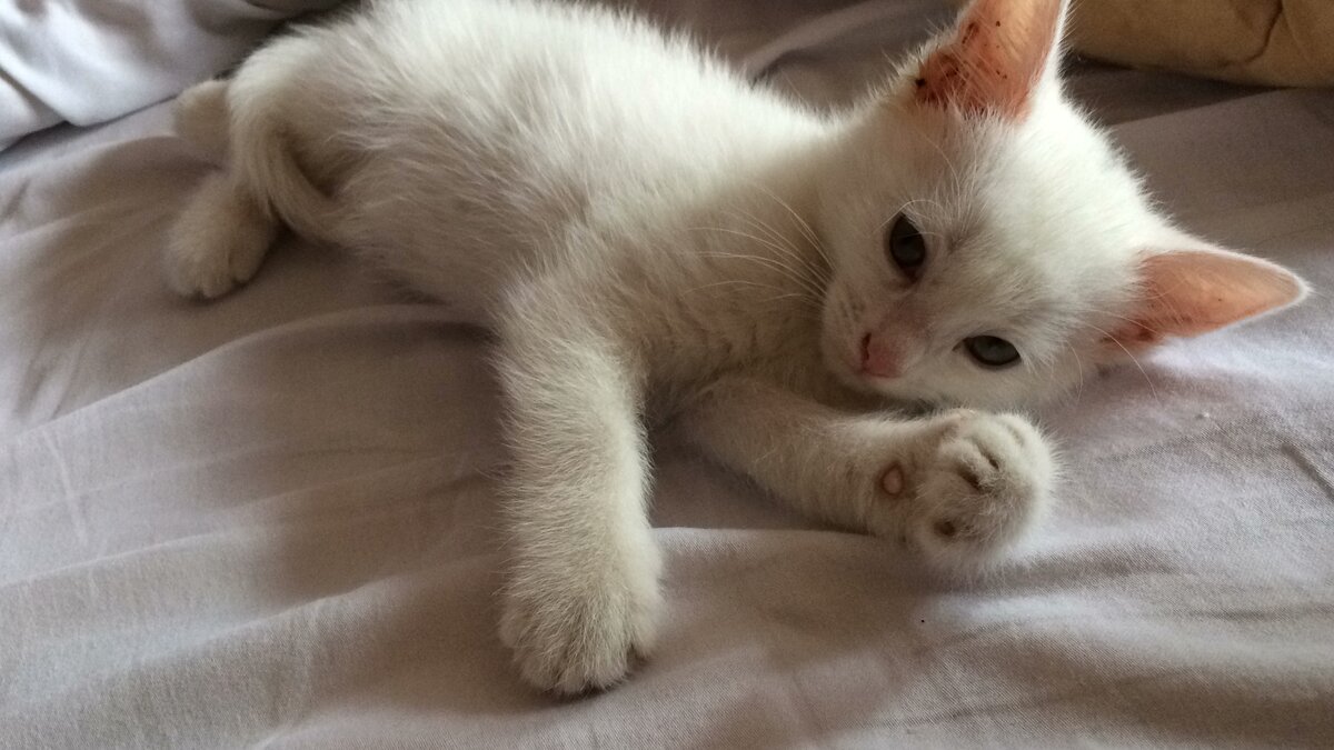 Вот такой больной и грязный был котик