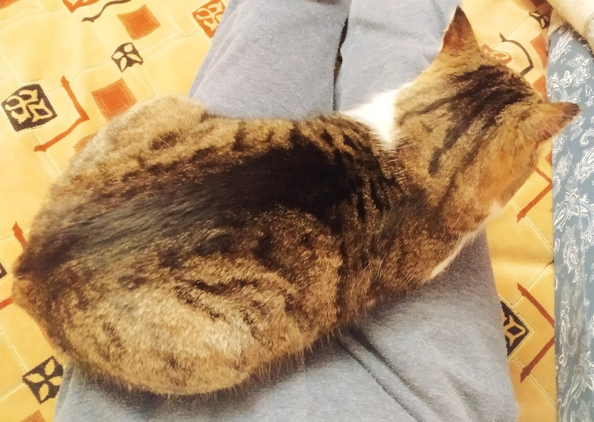 Тот редкий случай, когда котик лежит на коленях. Стоит ли говорить о том, что в это время я даже не дышу))))