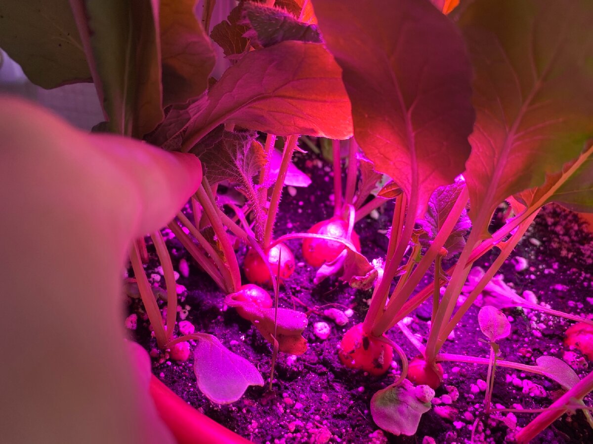 Фитолампа с цоколем е14. Fitolamp fl-50. Фитолампа для растений с 3-мя светильниками. Фитолампа цоколь g5,3 дневного света. Лампа led фито (для растений) e27 9w uniel 9мкмоль/с.