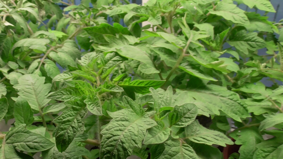 После закаливания рассада становится здоровой и красивой!