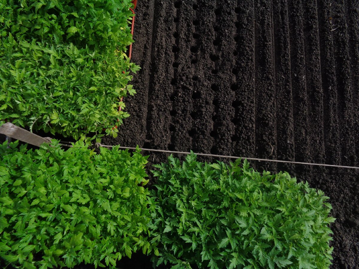 Перед высадкой в грунт закаливаю рассаду томатов в течении трех дней.