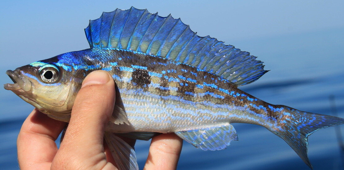 все фото с интернета. Голубой морской окунь.