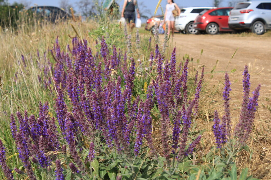 Шалфей ОстепнённыйSalvia tesquicola