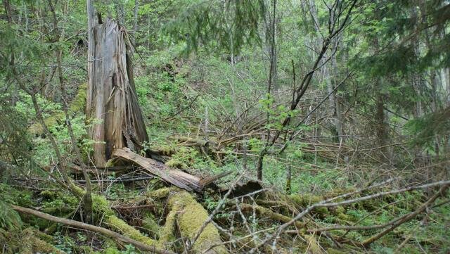 урочища северо-запада, фото автора