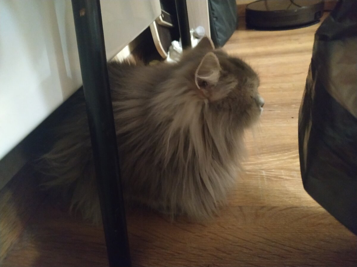 Стеша прячется от малыша