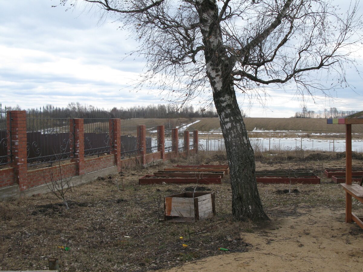 Смородинка в начале апреля